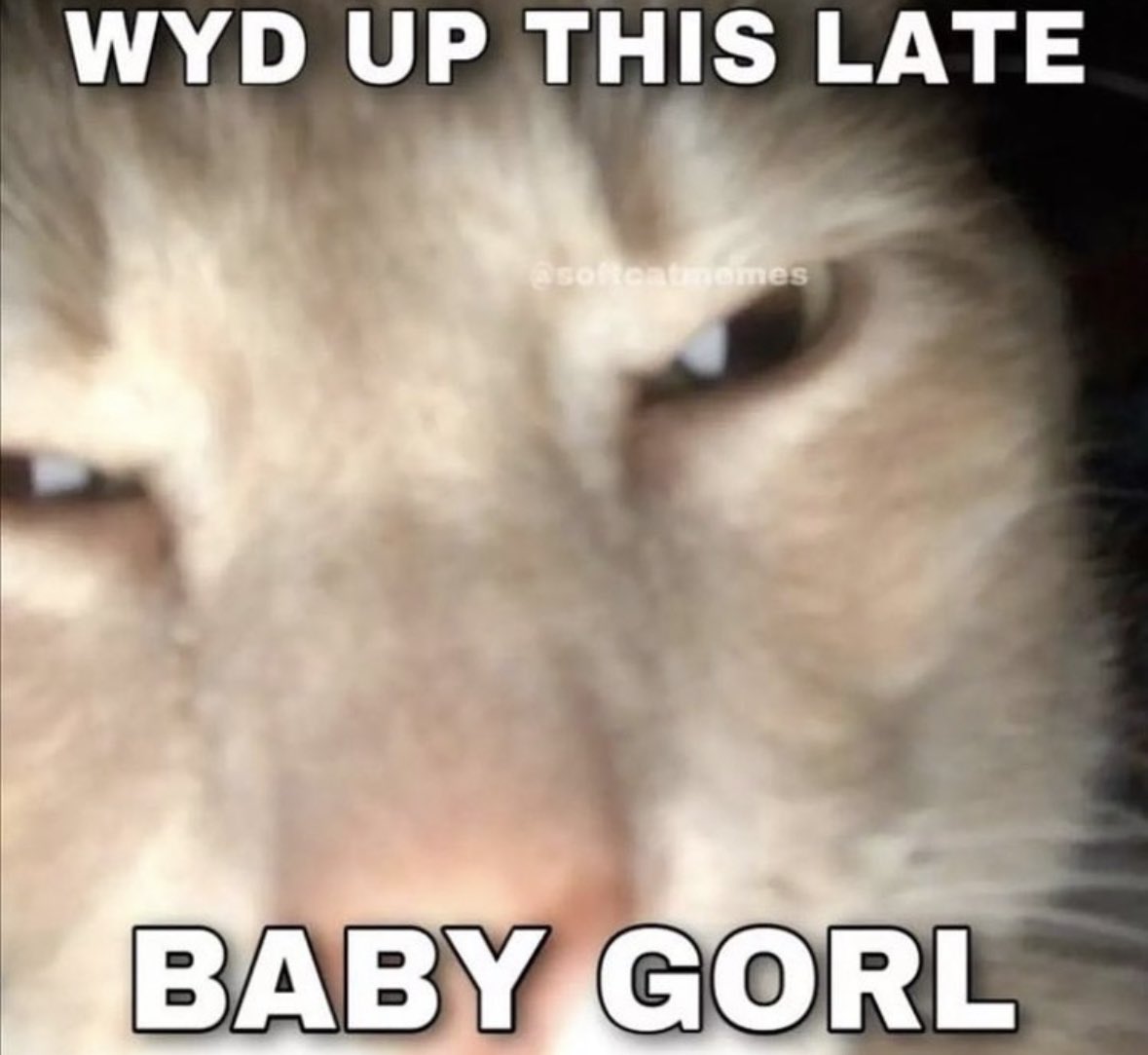 cat says "wyd this late babygirl."