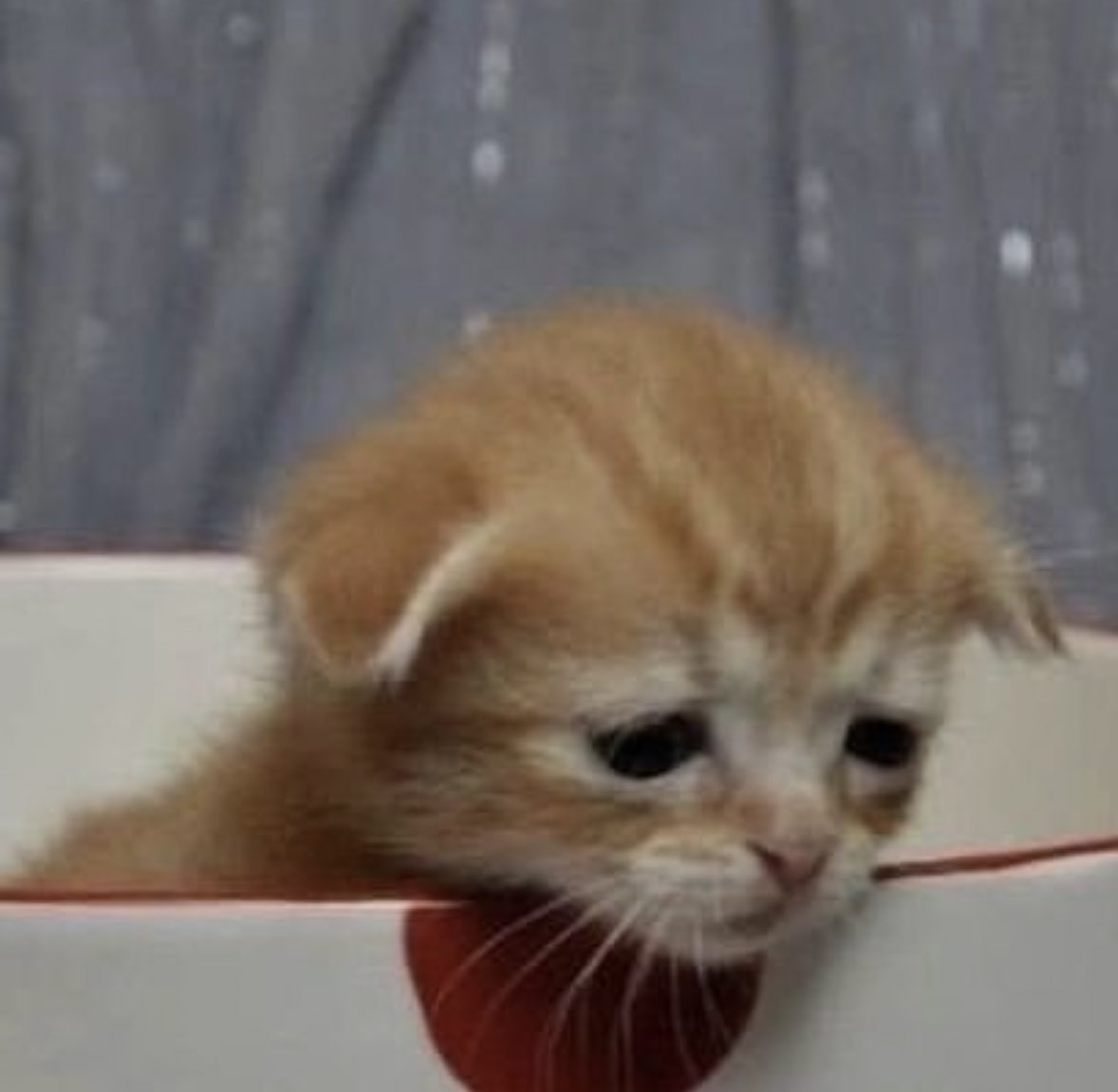 sad cat