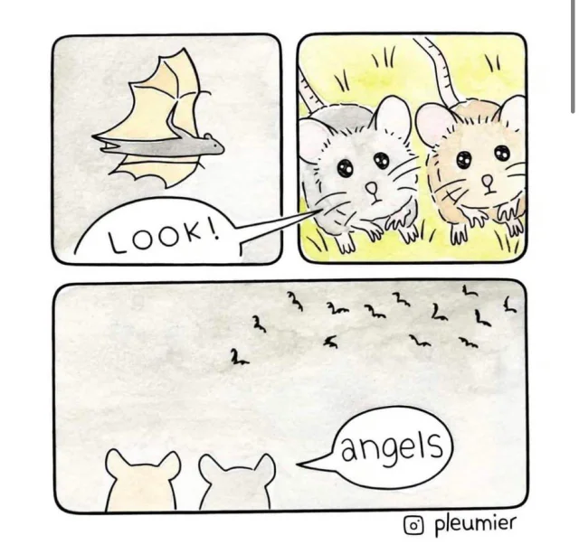 rats think bats are angels